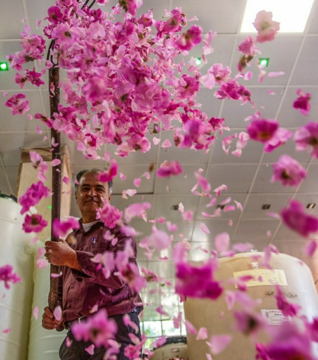 مراسم گلاب‌گیری میمند